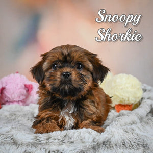 Shorkie