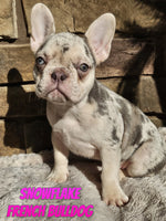 Snowflake Female French Bulldog $1195