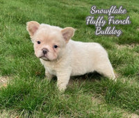 Snowflake Female Fluffy French Bulldog $2150