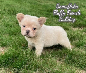 Fluffy French Bulldog