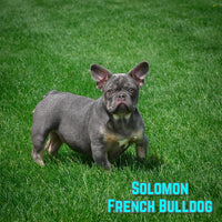 French Bulldog