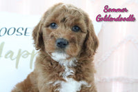 Goldendoodle