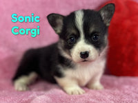 Sonic Male AKC Corgi $775