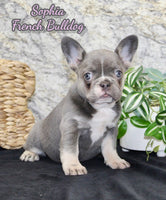 Sophia Female AKC French Bulldog $1600