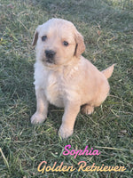 Sophia Female AKC Golden Retriever $650