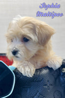 Sophia Female Maltipoo $1495