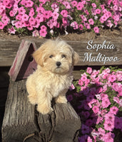 Sophia Female Maltipoo $995