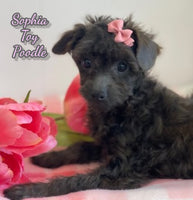 Sophia Female AKC Toy Poodle $950