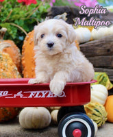 Sophia Female Maltipoo $1495