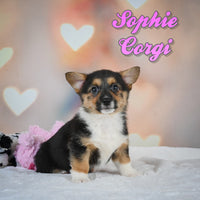 Sophie Female Corgi $625