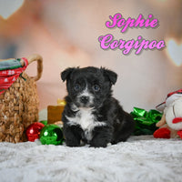 Sophie Female Corgipoo $750