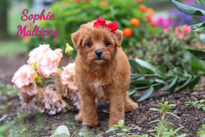 Maltipoo
