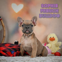 Sophie Female French Bulldog $1350