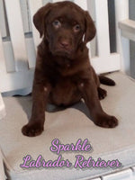 Sparkle Female AKC Labrador Retriever $1175