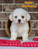 Mini Poodle