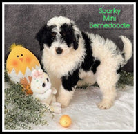 Sparky Male Mini Bernedoodle $850