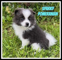 Sparky Male ACA Pomeranian $1375