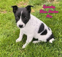 Sparky Female Blue Heeler Toy Fox Terrier Mix $500
