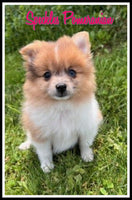 Pomeranian