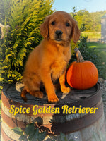 Spice Female AKC Golden Retriever $600