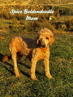 Diamond Female F1B Mini Goldendoodle $795