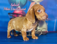 Mini Dachshund