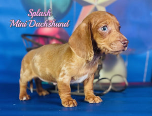 Mini Dachshund