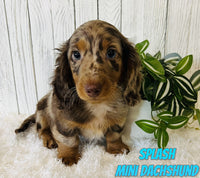 Splash Male ICA Mini Dachshund $2500