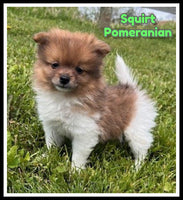 Squirt Male ACA Pomeranian $1375