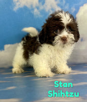 Stan Male ACA Shihtzu $975