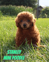 Stanley Male AKC Mini Poodle $650