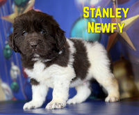 Stanley Male Newfoundland $1375