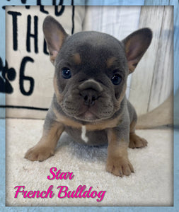 French Bulldog