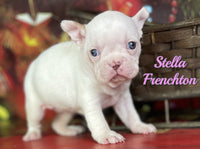 Stella Female ICA Frenchton $1325