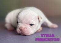 Stella Female ICA Frenchton $1525