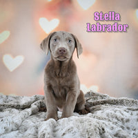 Stella Female Labrador Retriever $950