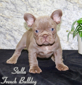 French Bulldog