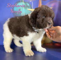 Stephanie Female Newfoundland $1375