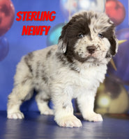 Sterling Male Newfoundland $2625