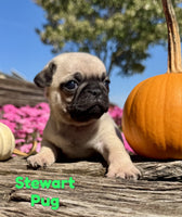 Stewart Male AKC Pug $1250