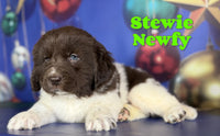 Stewie Male Newfoundland $1375