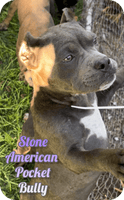 Stone Female American Pocket Bully $1100