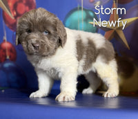 Storm Male Newfoundland $1375