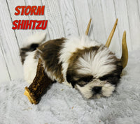 Storm Male Shihtzu $650