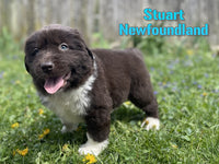 Newfoundland