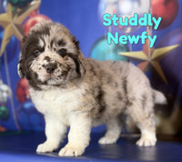 Studdly Male Newfoundland $2625
