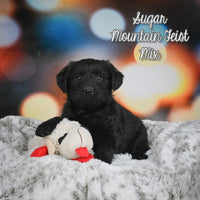 Sugar Female Mountain Feist Mix $475