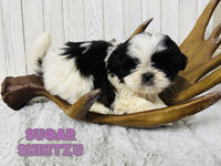 Sugar Female Shihtzu $650