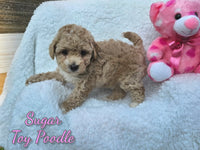 Sugar Female AKC Toy Poodle $1800