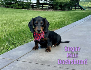 Mini Dachshund